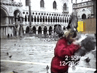 Birds Pigeon GIF by America's Funniest Home Videos