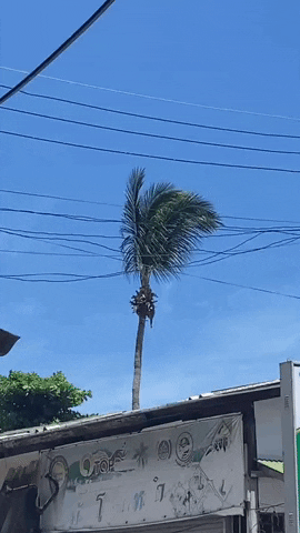 Palm GIF by tkkjee