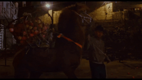 long days journey into night horse GIF by Kino Lorber