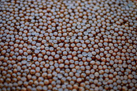 CaviarStar gourmet caviar roe sturgeon GIF