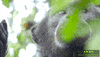 JaneGoodallInst animals nature wildlife chimp GIF