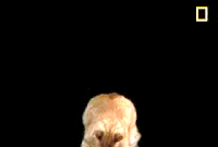 la gatos GIF