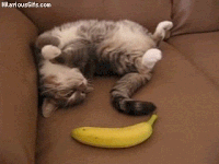 surprise you seeing this GIF