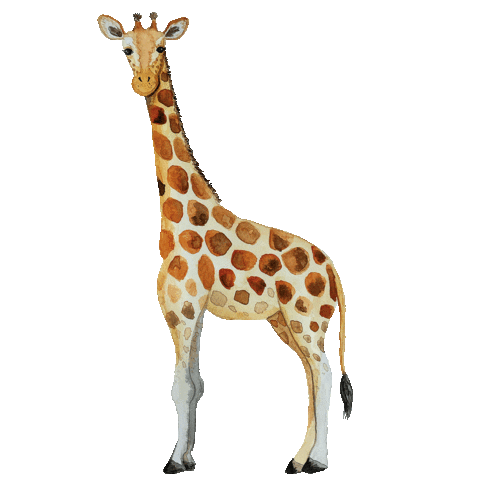 Zoo Giraffe Sticker by Studio Bianc