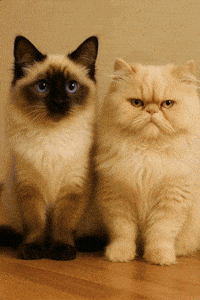 Cats GIF