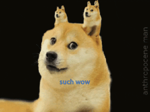 OwnTheDogeWow giphyupload GIF