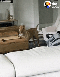 tapping shar pei GIF by The Dodo