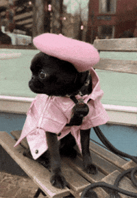 Brussels Griffon Paris GIF by oui one