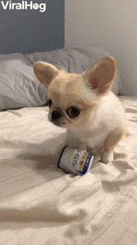 Pino Doesn't Want to Part with Favorite Yogurt