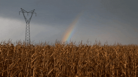 Video gif. Corn field on an overcast day. There’s a huge electric pole in the background and a rainbow lighting up the gray sky.