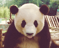 panda tongue GIF