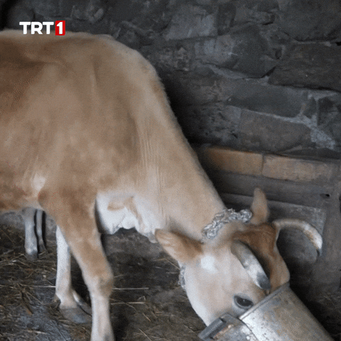 Hungry Sausage GIF by TRT