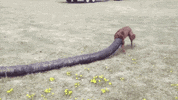 Cabin Fever Dog GIF