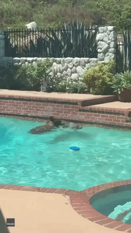 Mamma Bear and Cub Take a Dip in Pool