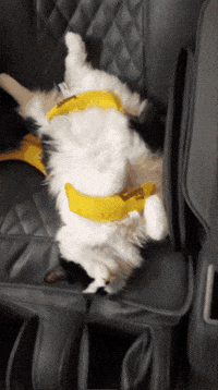 thekittymeowmy done funny cat nuts cat meme GIF