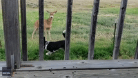 Puppy Befriends Deer Visiting Family House in Montana