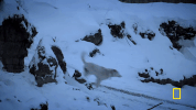 natgeochannel life below zero GIF
