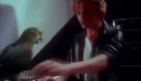 duran duran parrot GIF