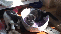 Pair of Cats Fight Over Who Gets to Lie in the Sun