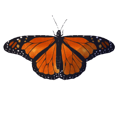 rikkipaepke fly butterfly wings bug Sticker