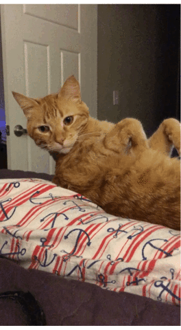 cat meow GIF