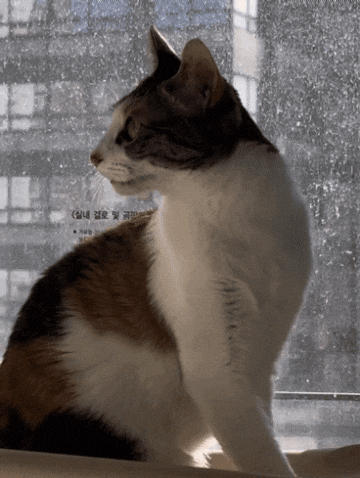 Cat Kitty GIF