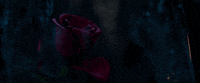 rose petal GIF by Beauty And The Beast