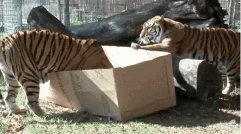 cuteanimalland giphyupload GIF