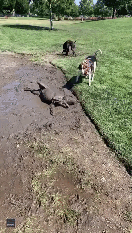 Oregon Golden Retriever Cools Off by Drenching Herself in Mud