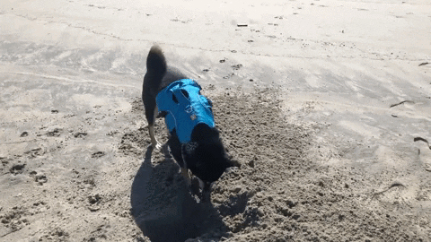 superchillpaws giphygifmaker dog beach california GIF