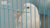 National Geographic Eyes GIF by Nat Geo Wild