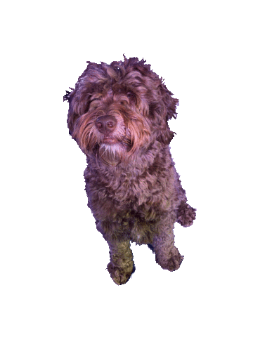 Dog Cooper Sticker by Diksimmo