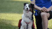 Jon Glaser Loves Gear Dog GIF by truTV