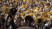 University Of Colorado Coloradobuffaloes GIF by CUBoulder
