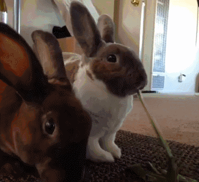 bunnies GIF