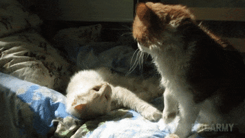animals being jerks wake GIF