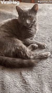 Cat GIF by ViralHog