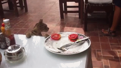 cat animal tomato thief funnygifs GIF