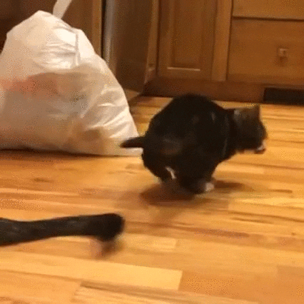 tail GIF
