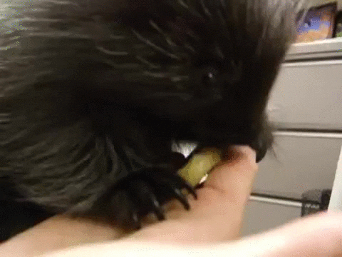 baby eats GIF
