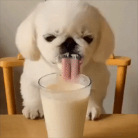 Cute Little Dog Enjoys A Cool Refreshing Drink