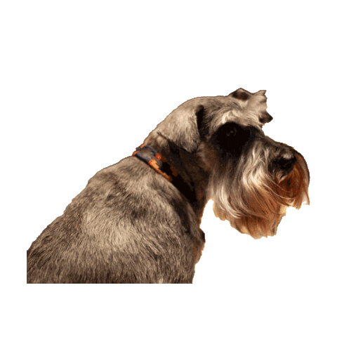 Tileyard_Ed giphyupload hector tye prof hector Sticker