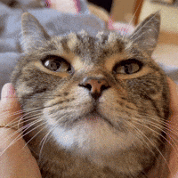 ringodanyan cat ringo リンゴ ringodanyan GIF