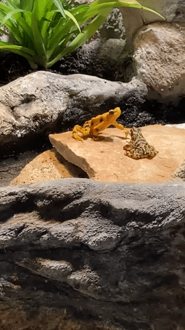 Jump Frog GIF by Brookfield Zoo