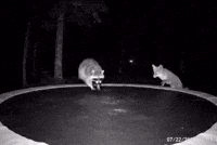 Fox Jumping GIF by Respective
