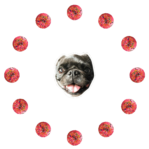 JasonKauz giphyupload pepe pug donuts Sticker