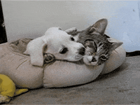 affection love GIF