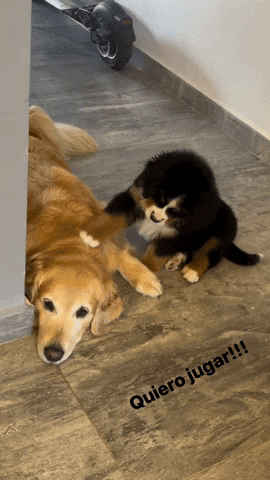 cuteanimalland giphyupload GIF