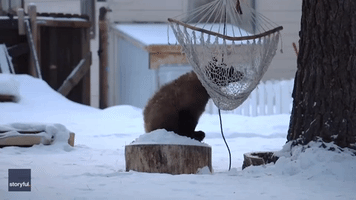 Bear Cub Plays With Hammock in South Lake Tahoe, California