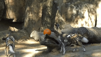 Illinois Zoo Gorillas, Mongooses, and Wild Dogs Dig Into Pumpkins as Halloween Nears